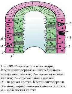 Кракен маркетплейс в тг